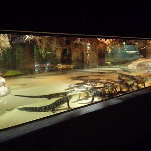American Alligator Exhibit