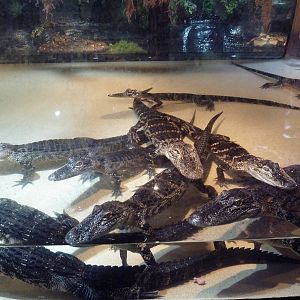 American Alligators