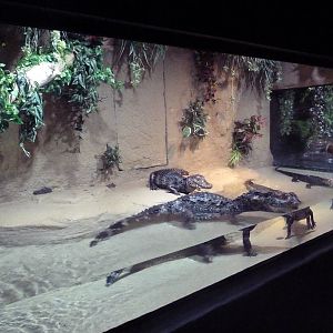 American Alligator Exhibit