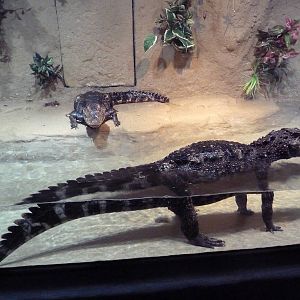 American Alligator Exhibit