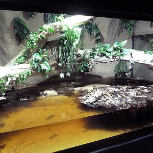 Green Anaconda Exhibit