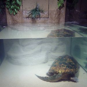 Common Snapping Turtle Exhibit