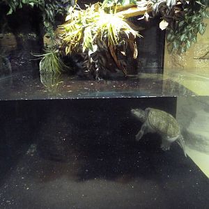 Albino Common Snapping Turtle Exhibit