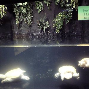 Albino Common Snapping Turtles