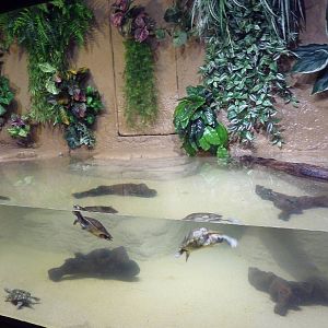 Turtle Exhibit