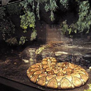 Reticulated Python Exhibit