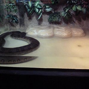 Green Anaconda Exhibit
