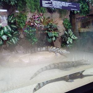 Spectacled Caiman Exhibit