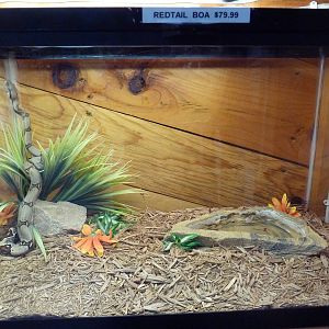 Red-Tail Boa $79.99