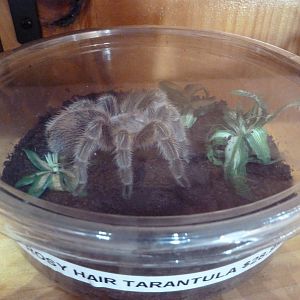 Rosy Hair Tarantula $28.99