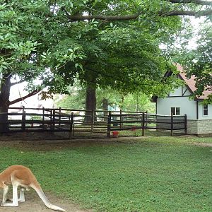 Red Kangaroo/Bennett's Wallaby Exhibit