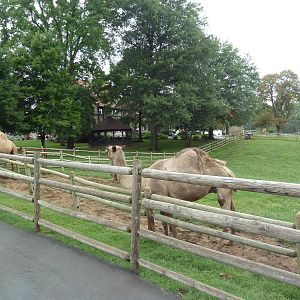 Dromedary Exhibit