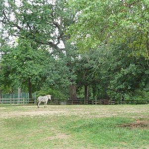 Grant's Zebra Exhibit
