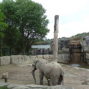 African Elephant Exhibit