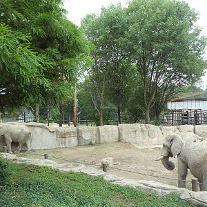 African Elephant Exhibit