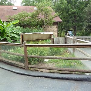 Green Iguana Exhibit
