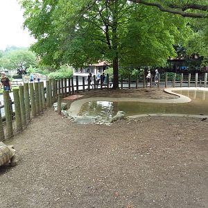 African Spurred Tortoise Exhibit