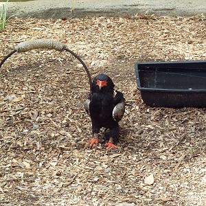 Bird of Prey Zone - Bateleur Eagle
