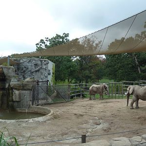 African Elephant Exhibit