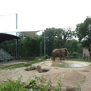 African Elephant Exhibit