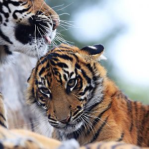 Cinta at five months.