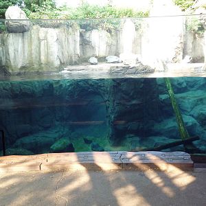 Russia's Grizzly Coast - Sea Otter Exhibit