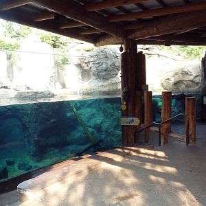 Russia's Grizzly Coast - Sea Otter Exhibit