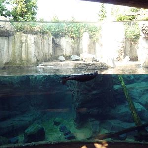 Russia's Grizzly Coast - Sea Otter Exhibit