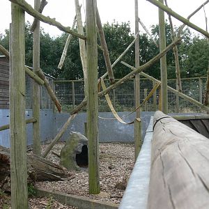 Raccoon Enclosure at Hamerton Zoo, 23/08/14