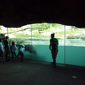 Russia's Grizzly Coast - Brown Bear Exhibit