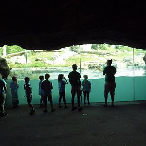 Russia's Grizzly Coast - Brown Bear Exhibit