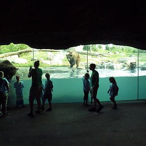 Russia's Grizzly Coast - Brown Bear Exhibit