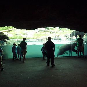 Russia's Grizzly Coast - Brown Bear Exhibit