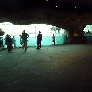 Russia's Grizzly Coast - Brown Bear Exhibit