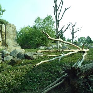 Russia's Grizzly Coast - Brown Bear Exhibit