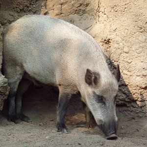Russia's Grizzly Coast - Wild Boar