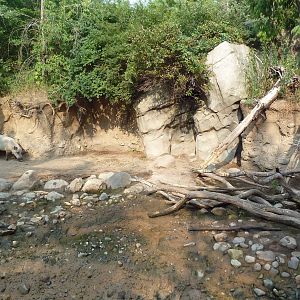 Russia's Grizzly Coast - Wild Boar Exhibit