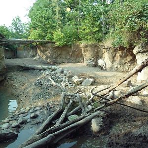 Russia's Grizzly Coast - Wild Boar Exhibit