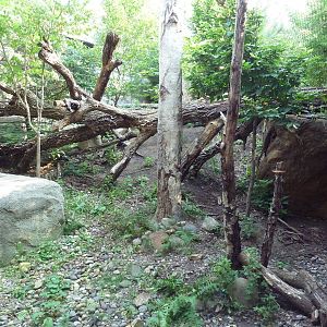 Russia's Grizzly Coast - Amur Leopard Exhibit