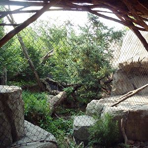 Russia's Grizzly Coast - Amur Leopard Exhibit