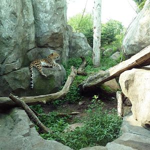 Russia's Grizzly Coast - Amur Leopard Exhibit