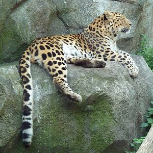 Russia's Grizzly Coast - Amur Leopard