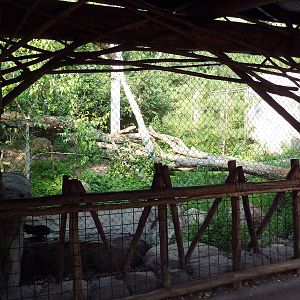 Russia's Grizzly Coast - Amur Leopard Exhibit