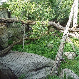 Russia's Grizzly Coast - Amur Leopard Exhibit