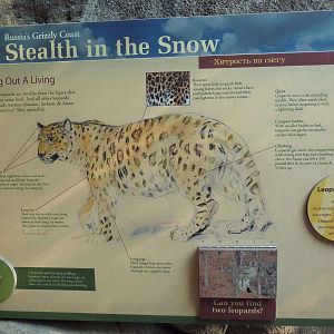 Russia's Grizzly Coast - Amur Leopard Exhibit Sign