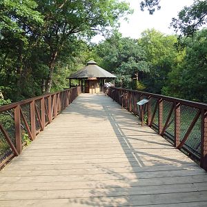 Northern Trail - Amur Tiger Exhibit Boardwalk