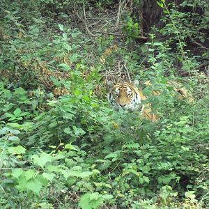 Northern Trail - Amur Tiger Exhibit