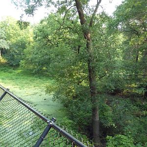 Northern Trail - Amur Tiger Exhibit