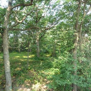Northern Trail - Amur Tiger Exhibit