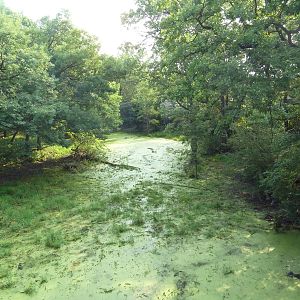Northern Trail - Amur Tiger Exhibit
